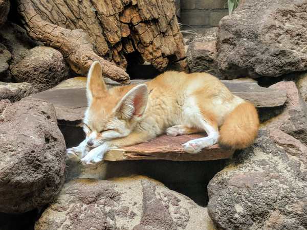 artis zoo amsterdam